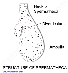 Earthworm reproduction, Earthworm reproductive system, male reproductive system, female reproductive system, spermathecae, copulation, cocoon formation